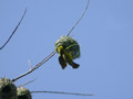 Tisserin gendarme Ploceus cucullatus spilonotus