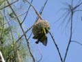 Tisserin gendarme Ploceus cucullatus spilonotus