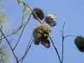 Tisserin gendarme Ploceus cucullatus spilonotus