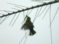 Tisserin gendarme Ploceus cucullatus spilonotus