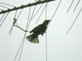 Tisserin gendarme Ploceus cucullatus spilonotus