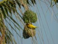 Tisserin gendarme Ploceus cucullatus spilonotus