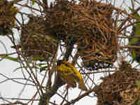 Tisserin gendarme Ploceus cucullatus spilonotus