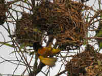 Tisserin gendarme Ploceus cucullatus spilonotus