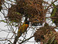 Tisserin gendarme Ploceus cucullatus spilonotus