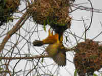 Tisserin gendarme Ploceus cucullatus spilonotus