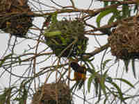 Tisserin gendarme Ploceus cucullatus spilonotus