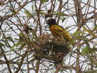 Tisserin gendarme Ploceus cucullatus spilonotus