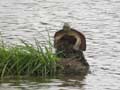 Trachémyde écrite Trachemys scripta elegans