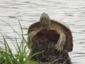 Trachémyde écrite Trachemys scripta elegans