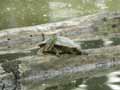 Tortue à tempes rouges Trachemys scripta elegans