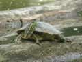 Tortue à tempes rouges Trachemys scripta elegans