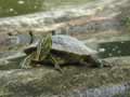 Tortue à tempes rouges Trachemys scripta elegans