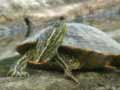 Tortue à tempes rouges Trachemys scripta elegans