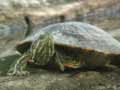 Tortue à tempes rouges Trachemys scripta elegans