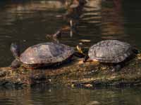 Tortue de Floride Trachemys scripta