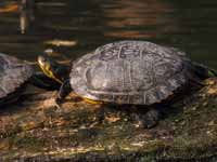 Tortue de Floride Trachemys scripta