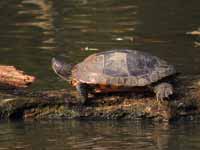 Tortue de Floride Trachemys scripta