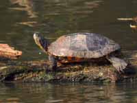 Tortue de Floride Trachemys scripta