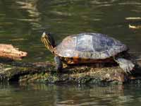 Tortue de Floride Trachemys scripta