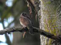 Torcol fourmilier Jynx torquilla