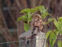 Torcol fourmilier Jynx torquilla