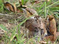 Torcol fourmilier Jynx torquilla