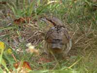 Torcol fourmilier Jynx torquilla