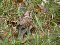 Torcol fourmilier Jynx torquilla