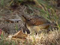 Torcol fourmilier Jynx torquilla