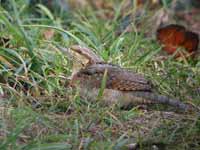 Torcol fourmilier Jynx torquilla