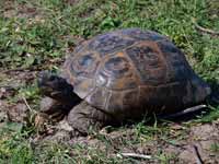 Tortue grecque Testudo graeca