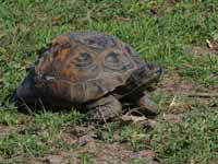 Tortue grecque Testudo graeca