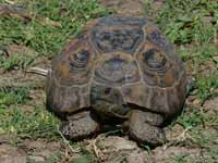 Tortue grecque Testudo graeca