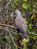 Tourterelle des bois Streptopelia turtur