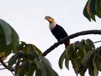 Toucan à culmen jaune Ramphastos culminatus