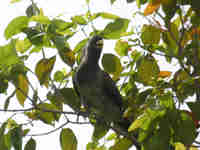 Touraco gris Crinifer piscator