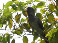 Touraco gris Crinifer piscator