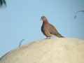 Tourterelle maillée Streptopelia senegalensis