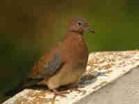 Tourterelle maillée Spilopelia senegalensis