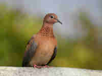 Tourterelle maillée Spilopelia senegalensis