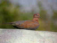 Tourterelle maillée Spilopelia senegalensis