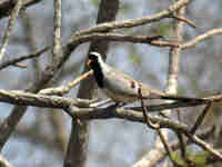 Tourterelle masquée Oena capensis