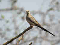 Tourterelle masquée Oena capensis