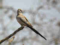 Tourterelle masquée Oena capensis