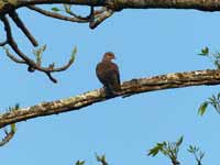 Tourterelle orientale Streptopelia orientalis