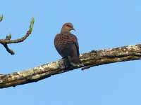 Tourterelle orientale Streptopelia orientalis