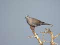 Tourterelle pleureuse Streptopelia decipiens