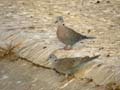 Tourterelle pleureuse Streptopelia decipiens