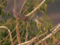 Tourterelle pleureuse Streptopelia decipiens